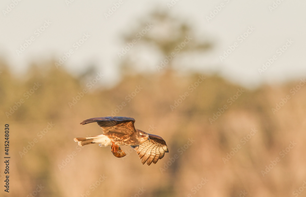 Fototapeta premium Male Snail Kite (Rostrhamus sociabilis) in flight with an Apple Snail in its Talons