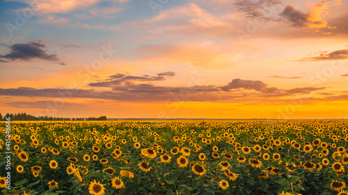 Fotografie a magnificent yellow field of blooming sunflowers on the background of a beautif