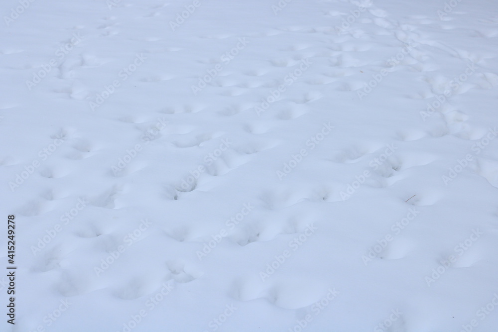 Footprints in snow-covered ground