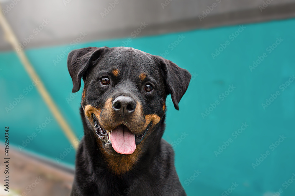 Obraz premium Rottweiler