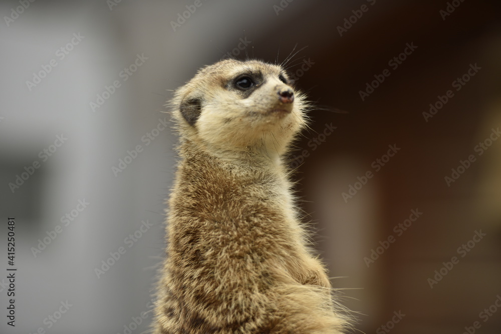 Fototapeta premium Surykatka