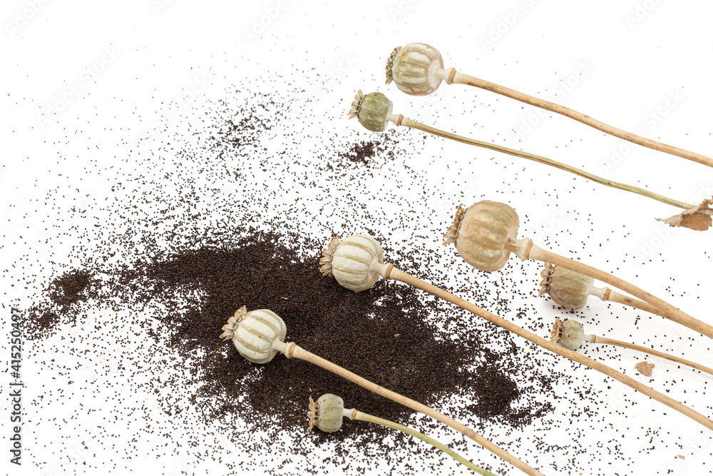 Dried poppy boxes and spilled seeds, isolated on white background Dried poppy boxes and spilled seeds, isolated on white background