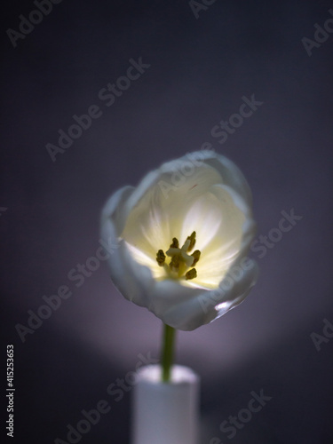 white tulip on a dark background close-up