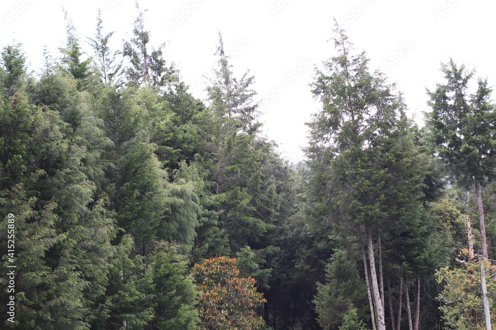 Obraz premium bosque