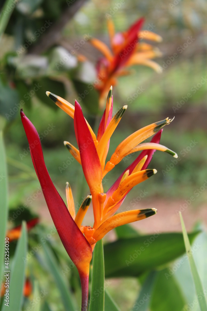 Obraz premium heliconia flower