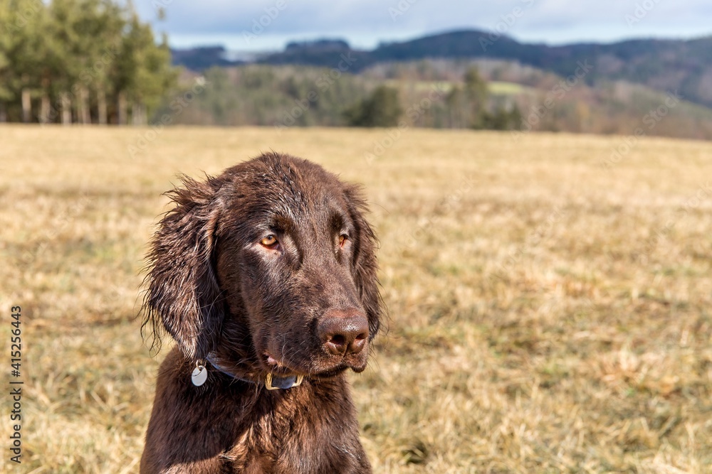 Retriever puppy head. Brown flat coated retriever puppy. Dog's eyes. Hunting dog in the meadow. Retriever puppy head. Brown flat coated retriever puppy. Dog's eyes. Hunting dog in the meadow.