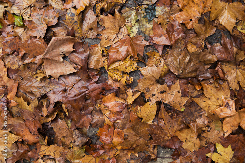 Autumn leaves on the ground Background