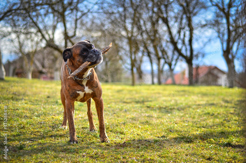 dog playing in the park