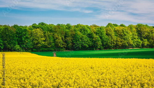 field of yellow rape against the blue sky with trees forest and lookout