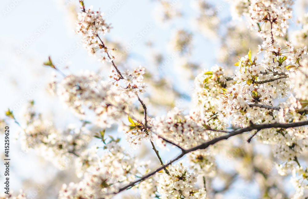 Weiße Kirschblüte im Frühling