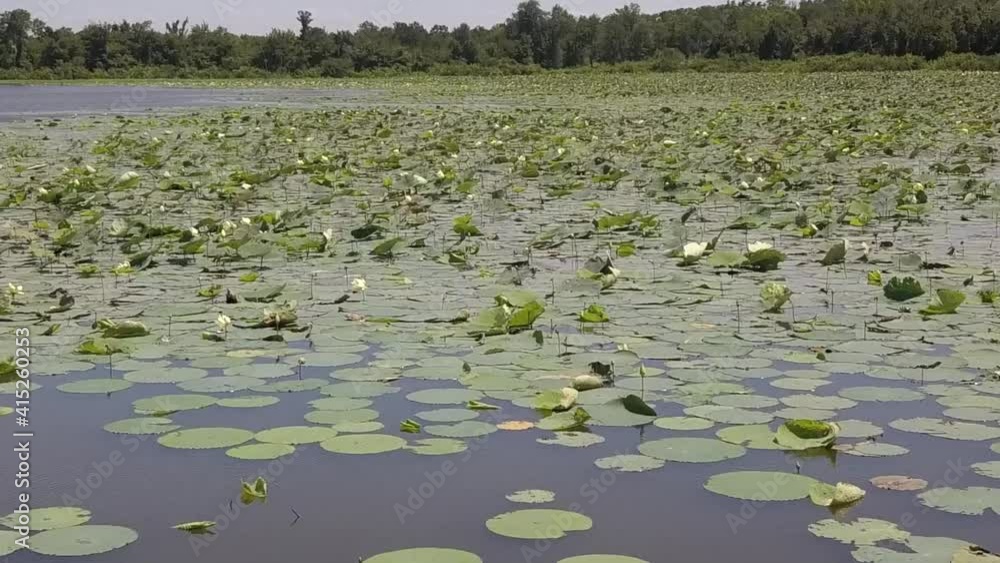 Large Waterlily Patch Large Waterlily Patch