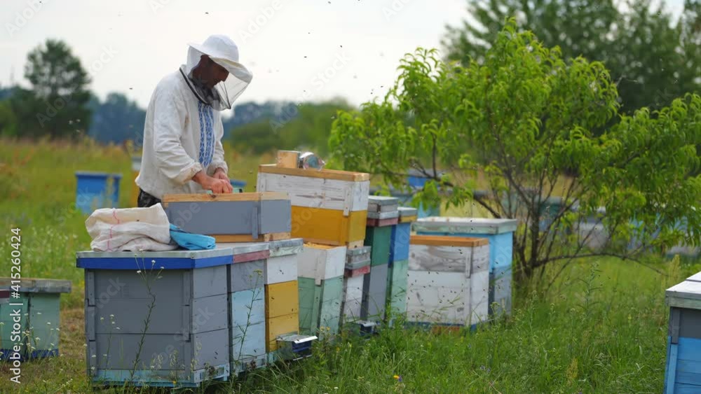 Beekeeper inspecting hives in summer. Experienced apiarist working on a bee farm among beautiful green nature. Beekeeper inspecting hives in summer. Experienced apiarist working on a bee farm among beautiful green nature.