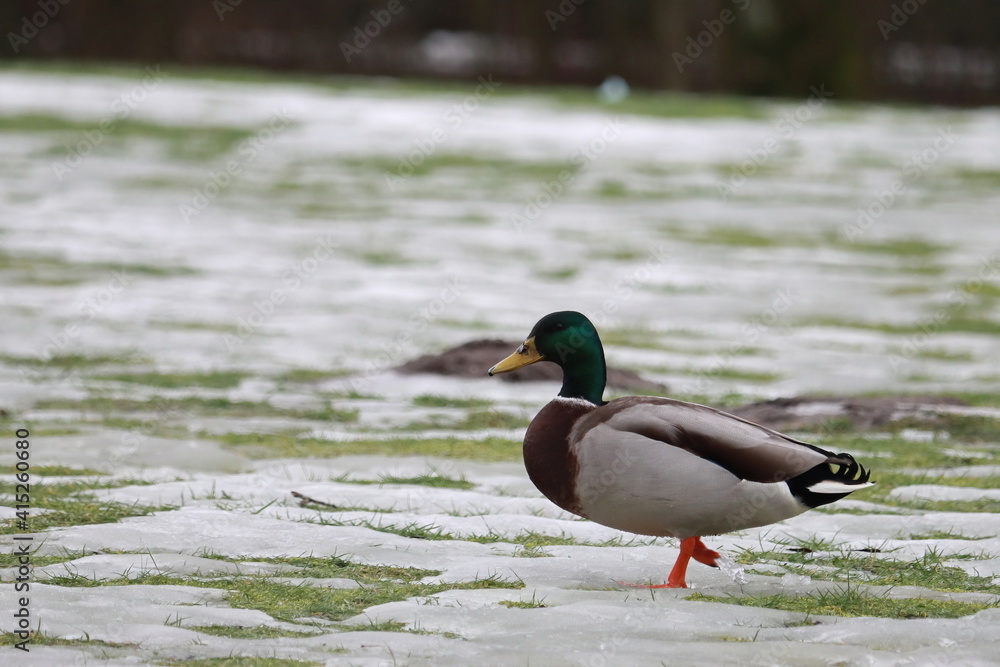 Ente im Park