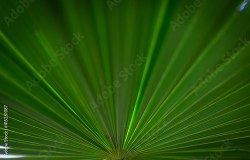 Green background of a palm tree leaves with a center in the bottom and spreading up to the corners of the picture