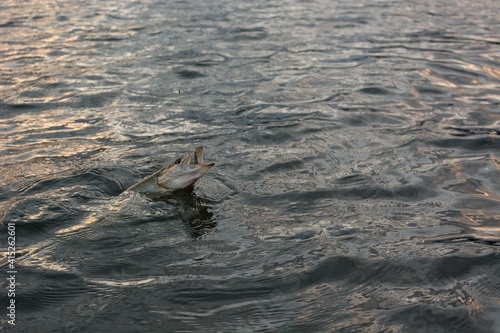 Summer fishing, pike fishing, spinning on the lake 