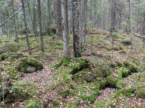 Deep forest in Europe with river and lake