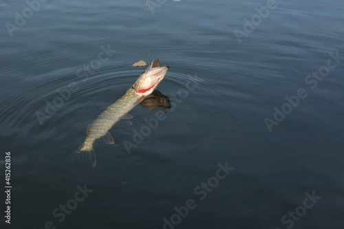 Summer fishing, pike fishing, spinning on the lake 