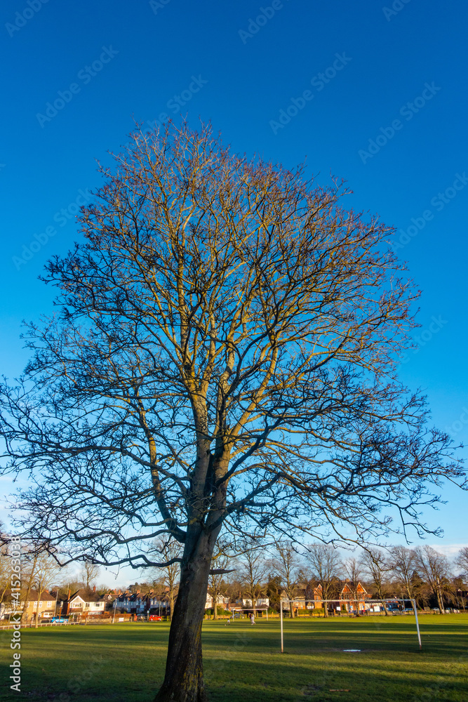 Obraz premium A bare tree and goalposts beyond in Prospect Park, Reading, UK during early evening in winter.