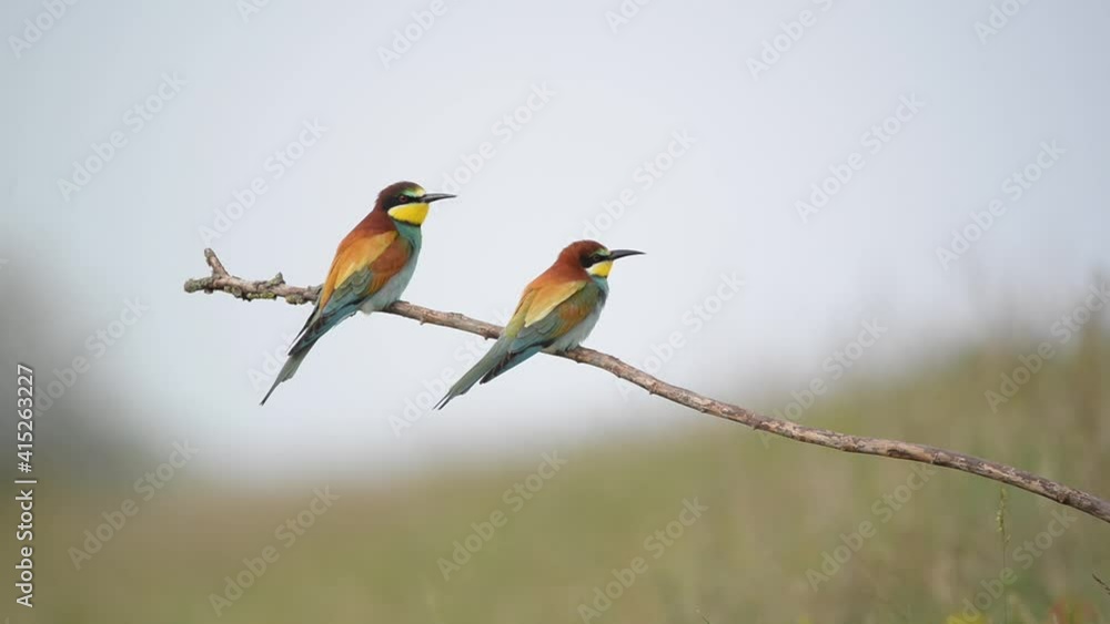 European Bee-Eater - Merops Apiaster on a branch , exotic colorful migratory bird European Bee-Eater - Merops Apiaster on a branch , exotic colorful migratory bird
