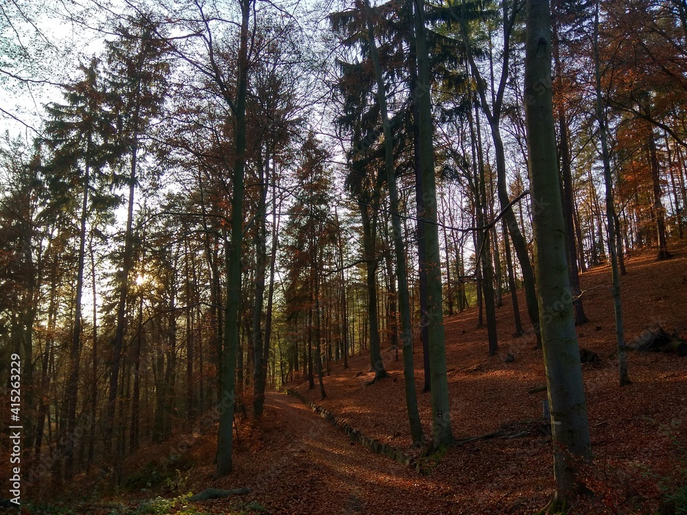 Deep forest in Europe with river and lake