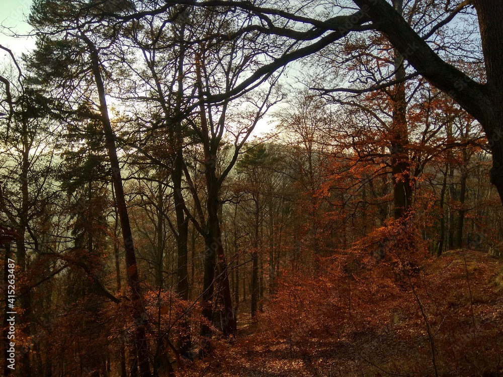 Deep forest in Europe with river and lake Deep forest in Europe with river and lake