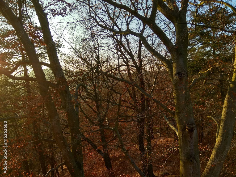 Deep forest in Europe with river and lake Deep forest in Europe with river and lake