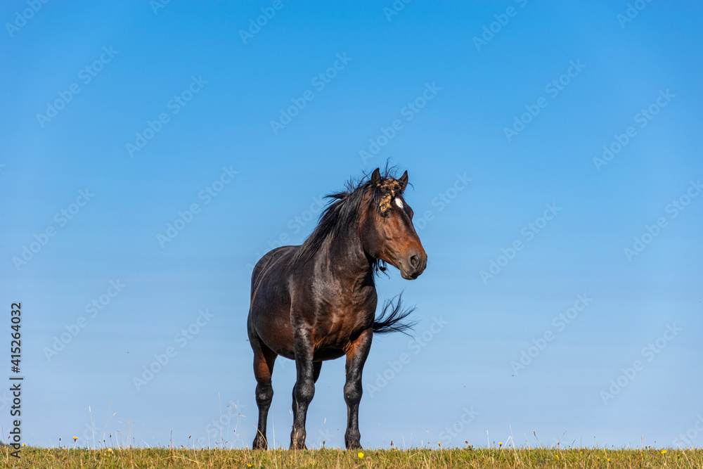 Fototapeta premium horse in the field