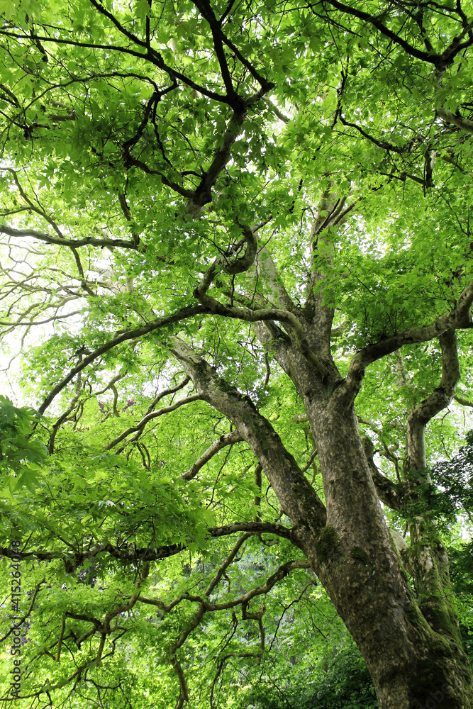 Bottom view of tree trunk to green leaves of big tree in forest. Green plant give oxygen in summer garden. Bottom view of tree trunk to green leaves of big tree in forest. Green plant give oxygen in summer garden.