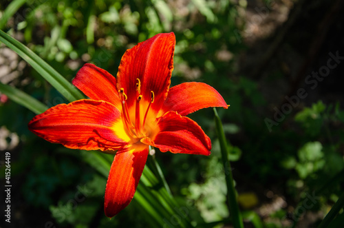 Red lily flower close up natural background © Annuitti