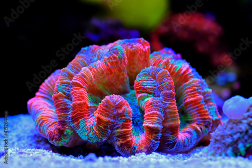 Fototapeta Naklejka Na Ścianę i Meble -  Rainbow coloration open brain LPS coral - Wellsophyllia radiata