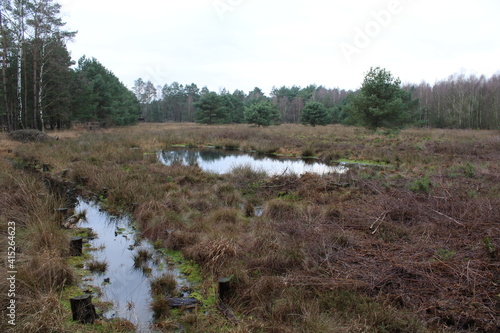 Hiking in the moor in northern Germany