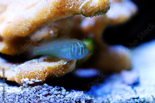 Green clown coral goby - Gobiodon histrio