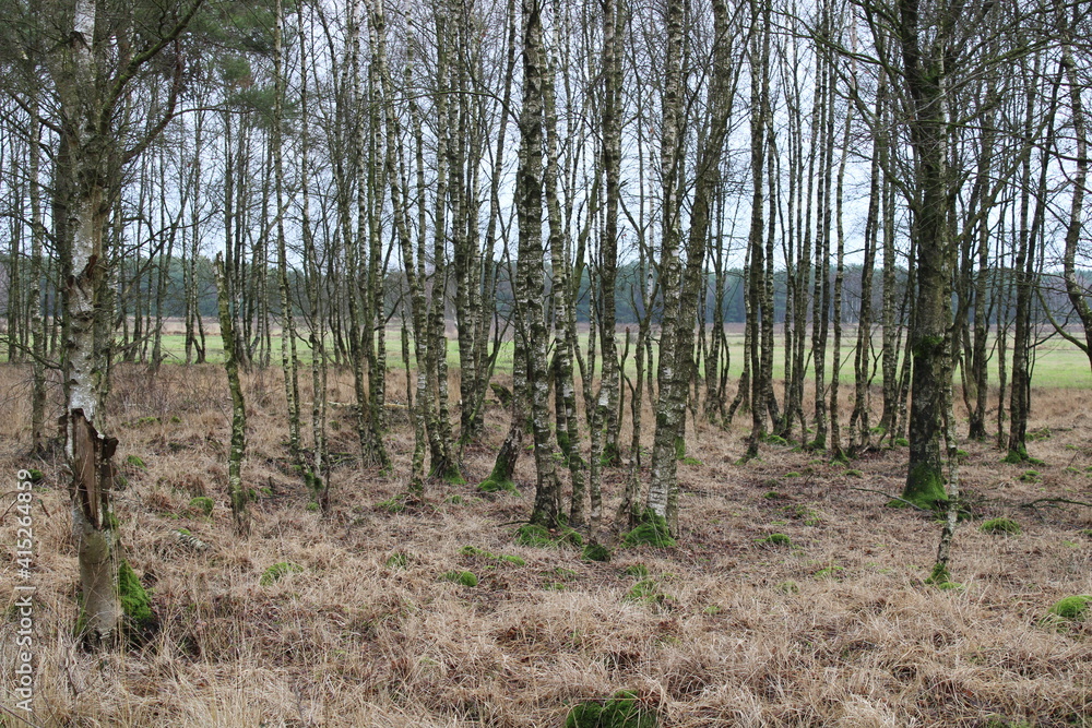 Naklejka premium Moor / Marsh in Northern Germany / Moorlandschaft in Norddeutschland