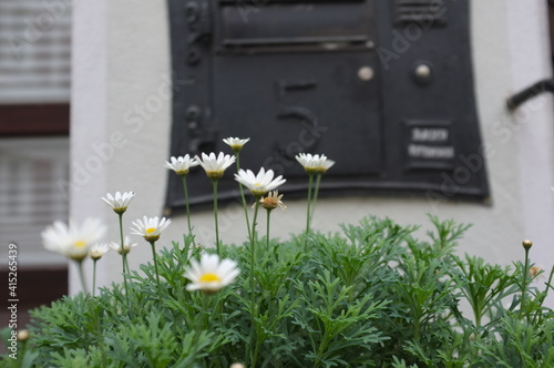 blooming Gunzburg in Germany photo