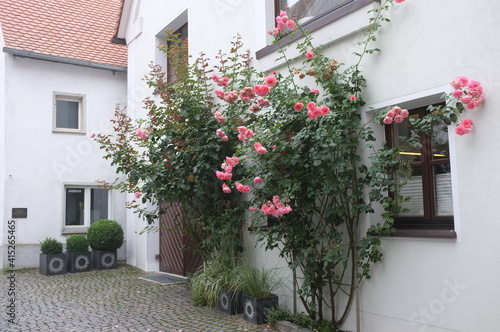 Fototapeta Naklejka Na Ścianę i Meble -  blooming Gunzburg in Germany