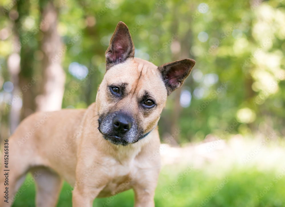 A Terrier mixed breed dog with pointed ears, listening with a head tilt