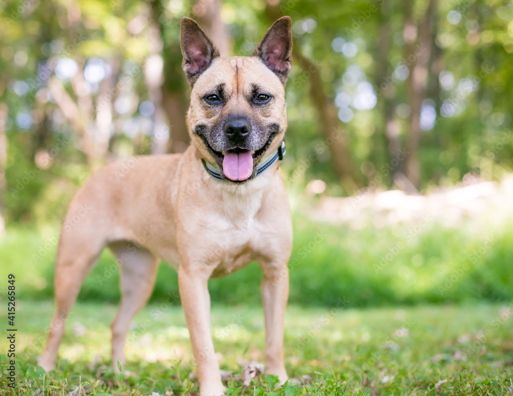 A Terrier mixed breed dog with pointed ears and a happy expression standing outdoors
