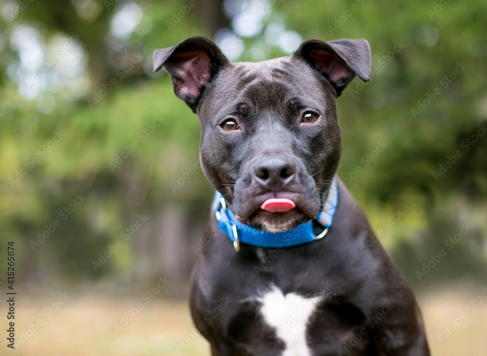 A black and white Pit Bull mixed breed dog with large floppy ears and wearing a blue collar, sticking its tongue out
