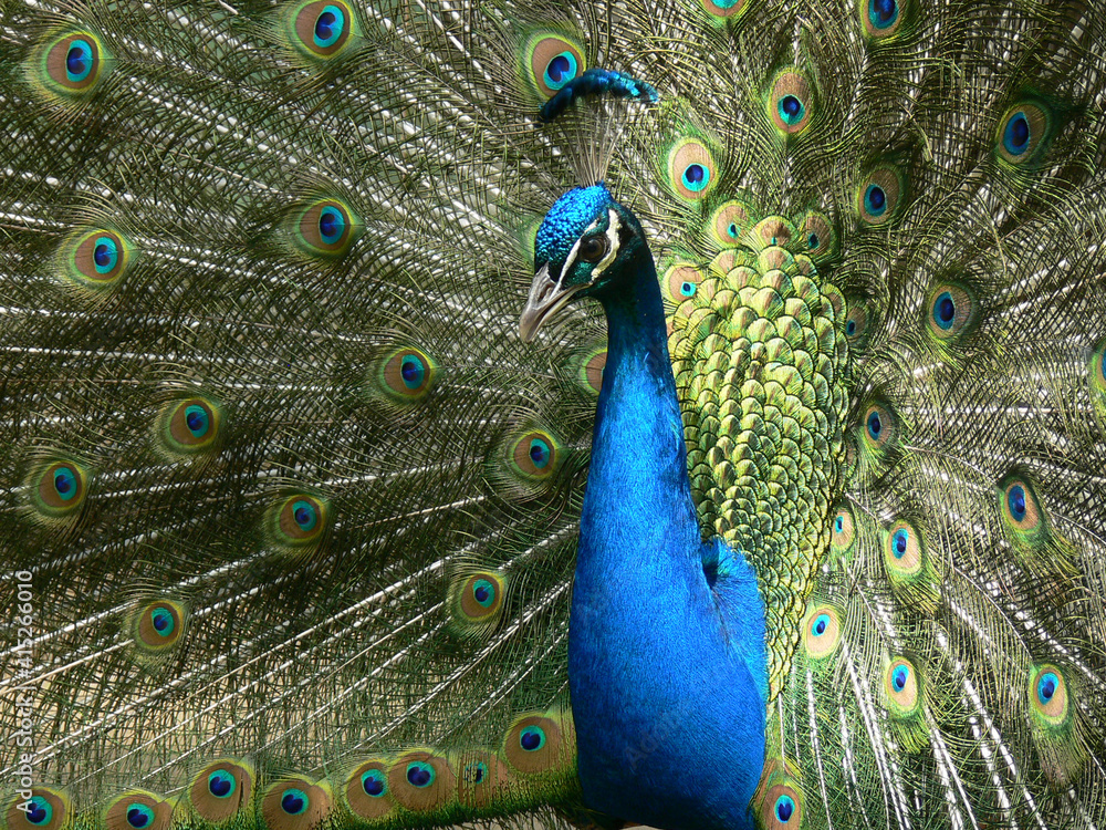 Fototapeta premium Peacock with feathers out