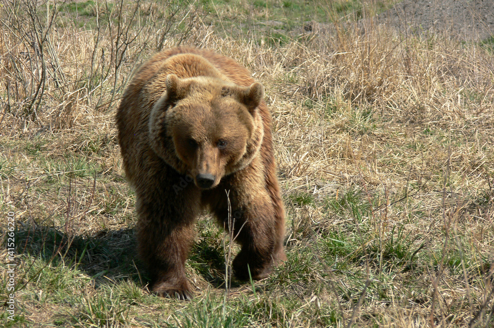 Brown bear walking in the wild park