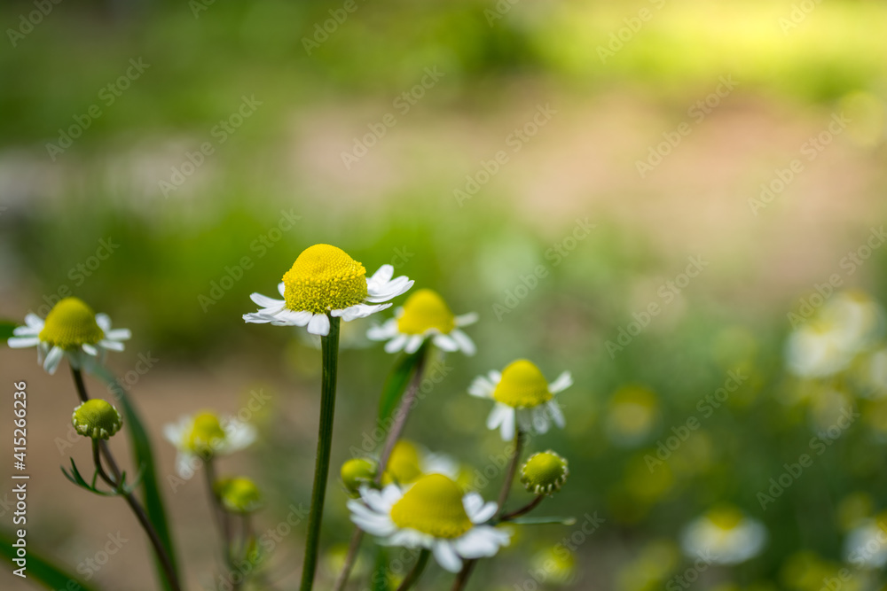 Blooming chamomile officinalis. Alternative medicine. Blooming chamomile officinalis. Alternative medicine.