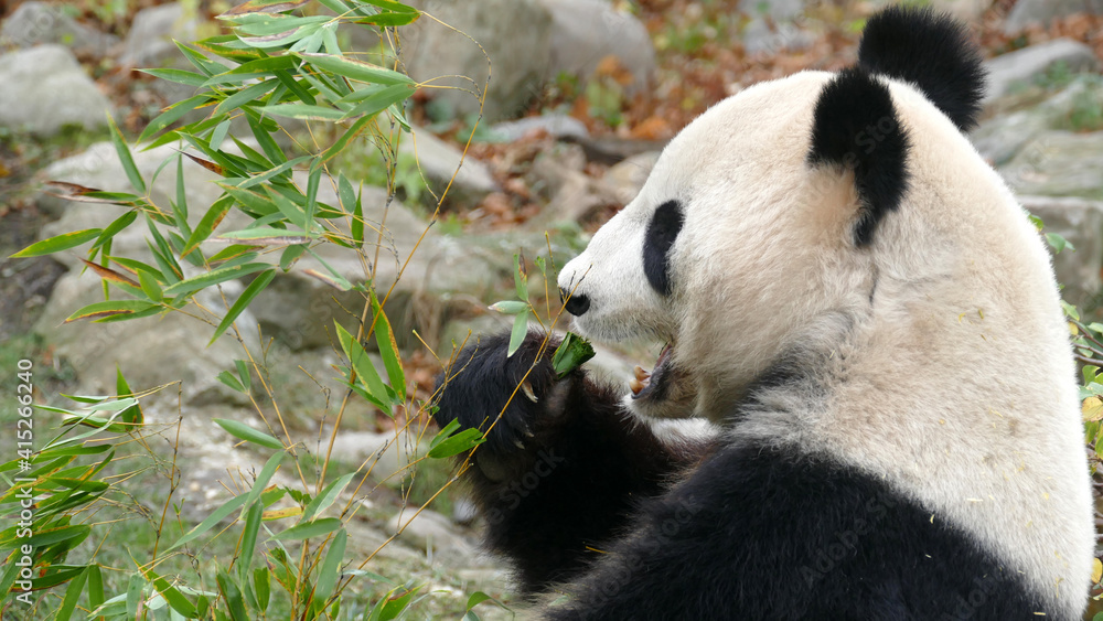 Fototapeta premium Giant Panda eating bamboo leaves with mouth open