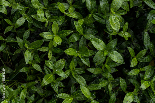 Wallpaper Mural Background from fresh green leaves in raindrops. Torontodigital.ca