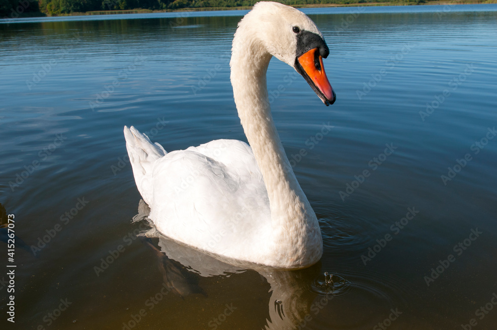 A white majestic swan floats in front of a wave of water. Young swan in the middle of the water. Drops on a wet head. A white majestic swan floats in front of a wave of water. Young swan in the middle of the water. Drops on a wet head.