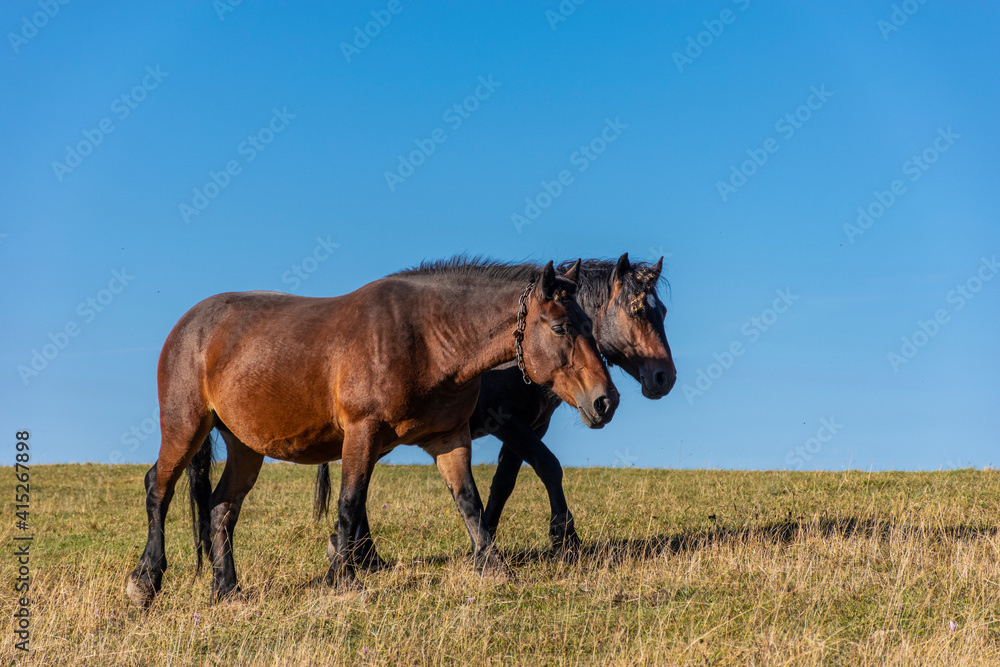 horses in the field horses in the field