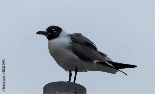 Primer plano de una gaviota reidora en un poste contra el cielo nublado © Elehi