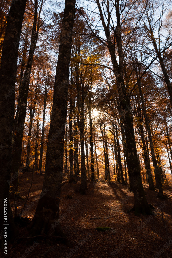 Fototapeta premium The shadows in the woods