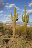 A vertical shot of two saguaro cactus standing side by side in a desert landscape with a beautiful blue sky background. 