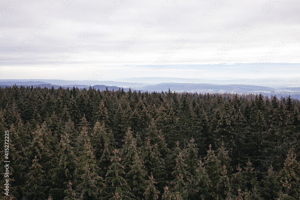 spruce forest spruce forest