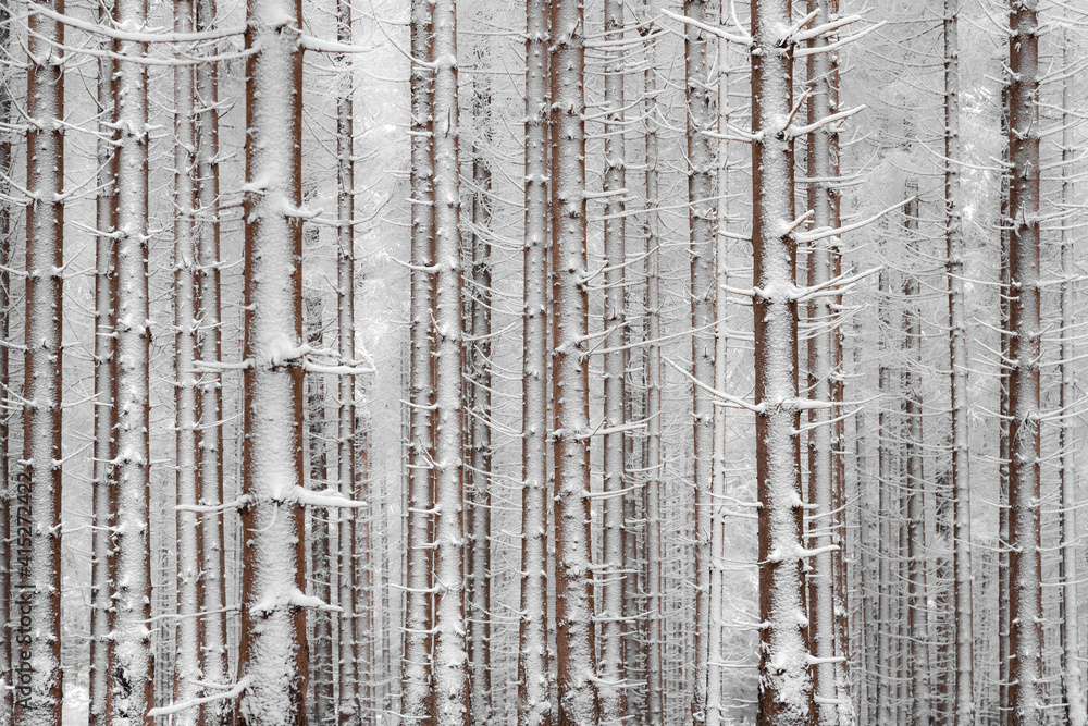 Obraz premium snow covered spruce trees in forest